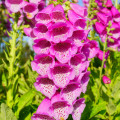 Náprstník fialový - Digitalis purpurea - semená - 400 ks