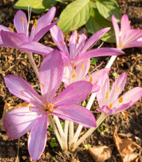 Jesienka jesenná - Colchicum cilicicum - cibuľoviny - 1 ks