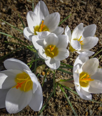 Krókus Ard Schenk - Crocus chrysanthus - cibuľoviny - 3 ks