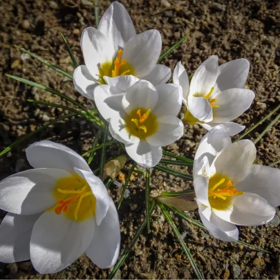 Krókus Ard Schenk - Crocus chrysanthus - cibuľoviny - 3 ks