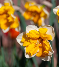 Narcis Orangery - Narcissus L. - cibuľoviny - 3 ks