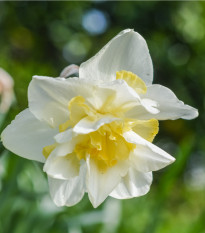 Narcis White Lion - Narcissus L. - cibuľoviny - 3 ks