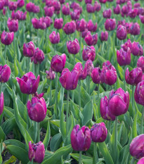 Tulipán Purple Flag - Tulipa - cibuľoviny - 3 ks