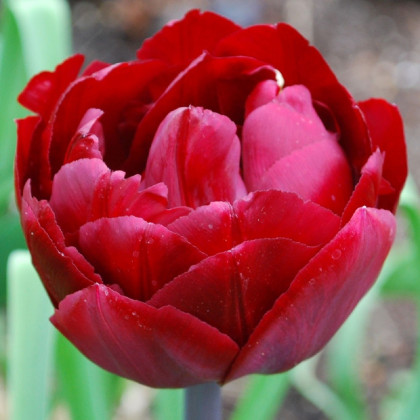Tulipán Uncle Tom - Tulipa - cibuľoviny - 3 ks
