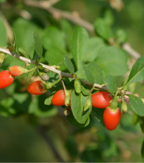 Kustovnica čínska - Lycium chinensis - semená - 5 ks