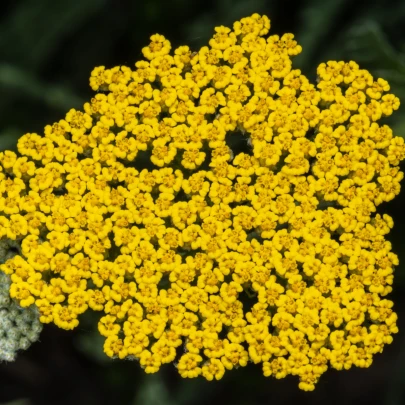 Rebríček túžobníkový Cloth of Gold - Achillea filipendula - semená - 800 ks