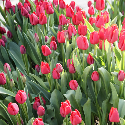 Tulipán Ile De France - Tulipa - cibuľoviny - 3 ks