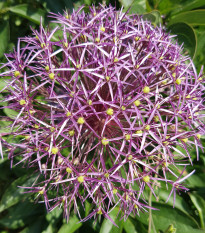 Cesnak Christophii - Allium Christophii - cibuľoviny - 2 ks