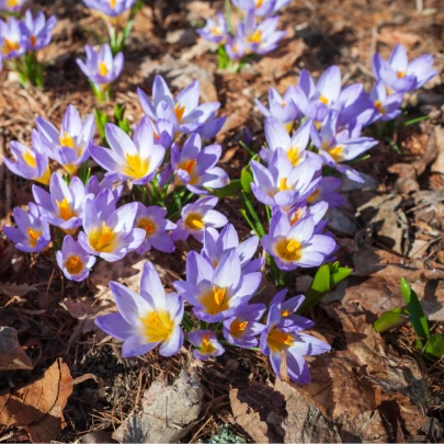 Krókus Tricolor - Crocus - cibuľoviny - 3 ks