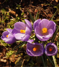 Krókus Grand Maitre - Crocus - cibuľoviny - 3 ks