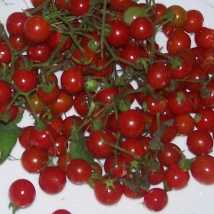 Divoké paradajky červené - Lycopersicon pimpinellifolium - semená divokých paradajok - 6 ks