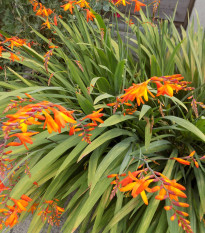 Montbrécia Meteor - Crocosmia - cibuľoviny - 4 ks