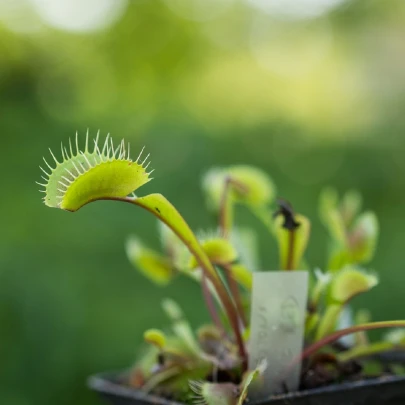 Mucholapka podivná - Dionaea muscipula - semená - 10 ks