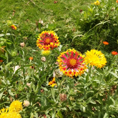 Kokarda jednoduchá Lorenziana zmes - Gaillardia pulchella - semená - 0,3 g