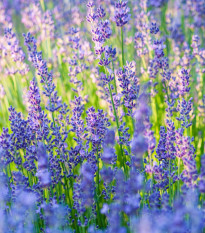 Levanduľa lekárska Provence Blue - Lavandula angustifolia - semená - 15 ks