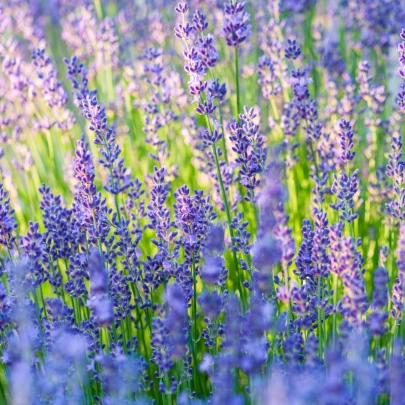 Levanduľa lekárska Provence Blue - Lavandula angustifolia - semená - 15 ks