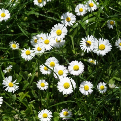 Sedmokráska jednoduchá biela - Bellis perennis - semená - 70 ks