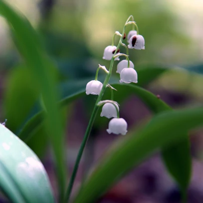 Konvalinka voňavá ružová - Convallaria majalis - cibuľoviny - 1 ks