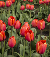 Tulipán Apeldoorn - Tulipa - cibuľoviny - 3 ks