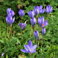 Krókus Speciosus - Crocus - cibuľoviny - 3 ks