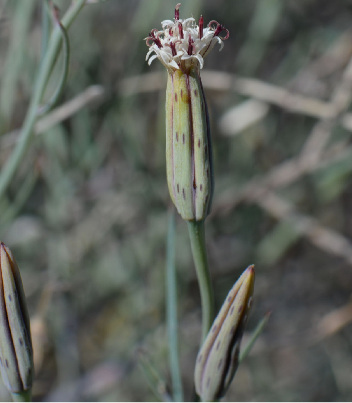 Koriander bolívijský - Porophyllum ruderale - semená - 5 ks
