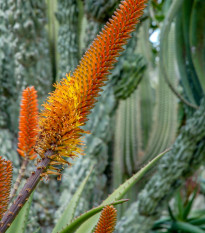 Aloe castanea - Aloe castanea - semená - 6 ks