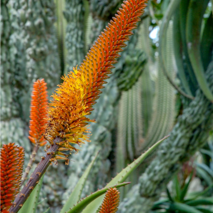 Aloe castanea - Aloe castanea - semená - 6 ks