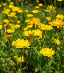 Nechtík lekársky žltý - Calendula officinalis - semená - 30 ks