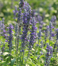 BIO Levanduľa lekárska - Lavandula angustifolia - bio semená - 50 ks