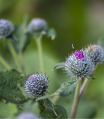 Lopúch väčší - Arctium lappa - semená - 10 ks