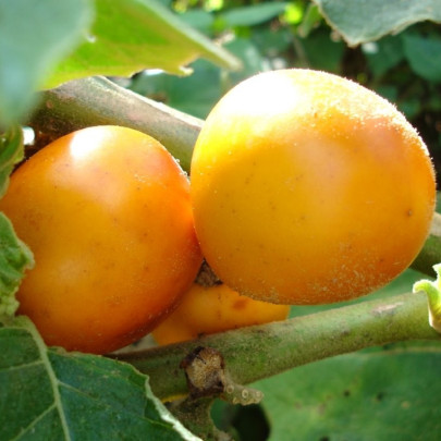 Solanum sessiliflorum - Solanum sessiliflorum - semená - 10 ks