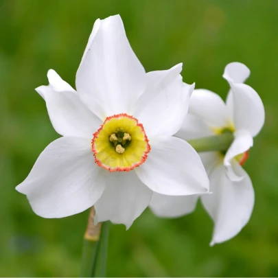 Narcis poeticus recurvus Pheasant eye - Narcissus - cibuľoviny - 3 ks