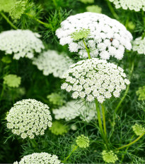 Parasca väčšia - Ammi majus - semená - 300 ks