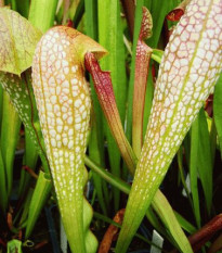 Špirlica privretá - saracénia - Sarracenia minor - semená - 12 ks