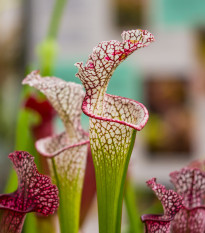 Špirlica bielolistá - Sarracenia leucophylla - semená - 12 ks