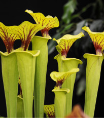 Špirlica flava - Sarracenia flava - semená - 10 ks