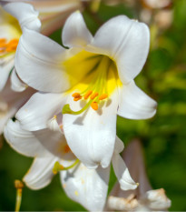 Ľalia kráľovská biela - Lilium regale album - cibuľoviny - 1 ks