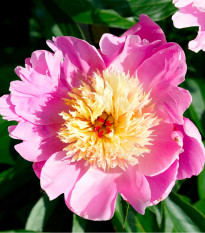 Pivónia Bowl of Beauty - Paeonia lactiflora - cibuľoviny - 1 ks