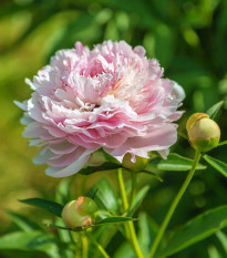 Pivónia Amabilis - Paeonia lactiflora - cibuľoviny - 1 ks