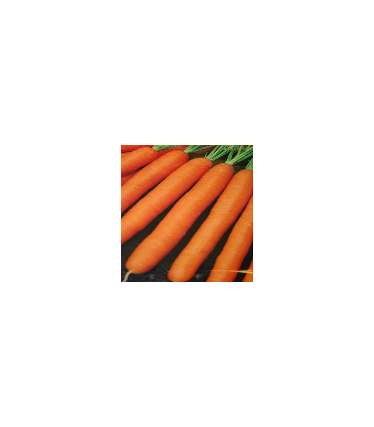 Mrkva Amsterdam skorá karotka - Daucus carota - semená - 900 ks