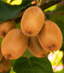 Kiwi čínske - Actinidie chinensis - semená - 5 ks