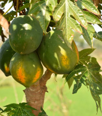 Papaya Mamba Nunba - Carica Papaya - semená - 4 ks