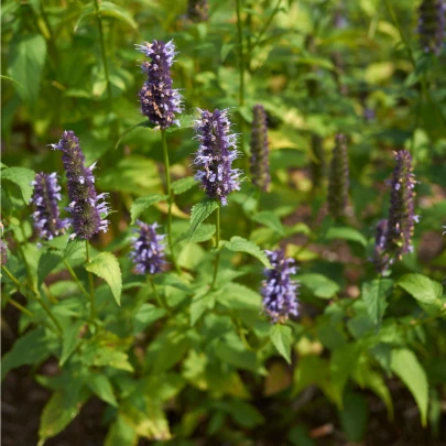 Agastache kórejská Seoul - Agastache rugosa - semená - 20 ks