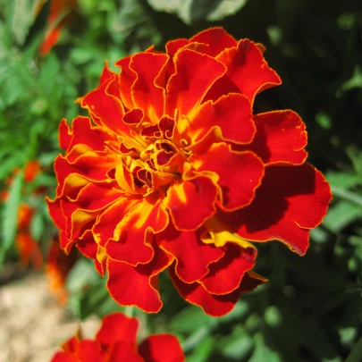 Aksamietnica rozložitá Carmen - Tagetes patula nana - semená - 0,3 g