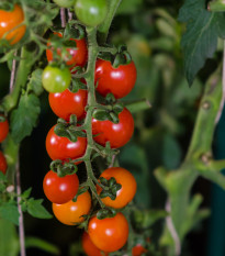 Paradajka Sweetie - Solanum lycopersicum - semená - 6 ks