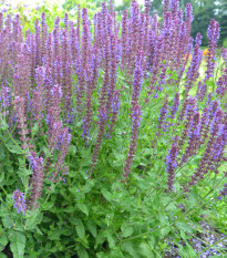 Šalvia hájna Blue Queen - Salvia nemorosa - semená - 20 ks