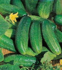 Uhorka Charlotte F1 - Cucumis sativus - semená - 6 ks