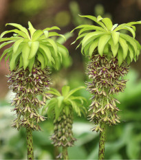 Chocholka - Eucomis bicolor - cibuľoviny - 1 ks