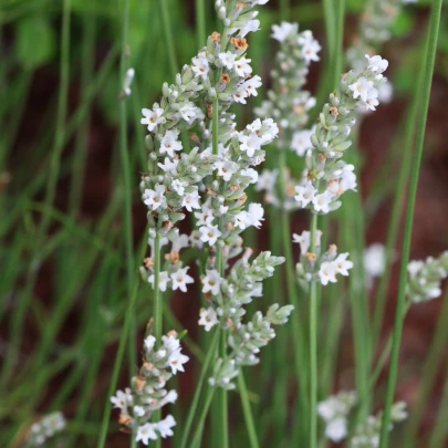 Levanduľa lekárska biela Ellegance Snow - Lavandula angustifolia - semená - 15 ks