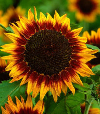 Slnečnica ročná Helios - Helianthus annuus - semená slnečnice - 7 ks